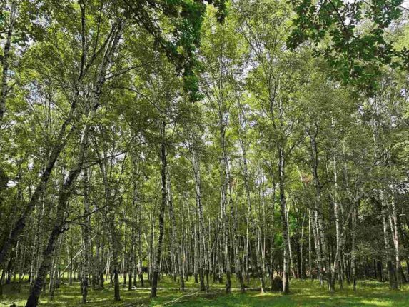 Bosques tropicales son vitales para la vida en el planeta