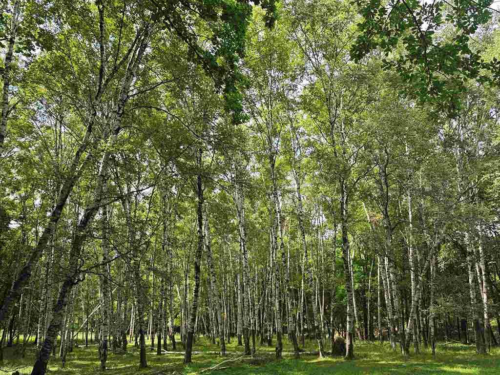 Bosques tropicales son vitales para la vida en el planeta