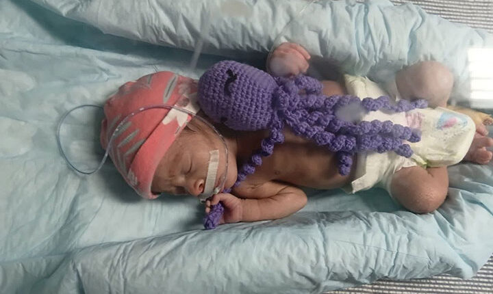 Pinar del Río comienza el uso de pulpos neonatales